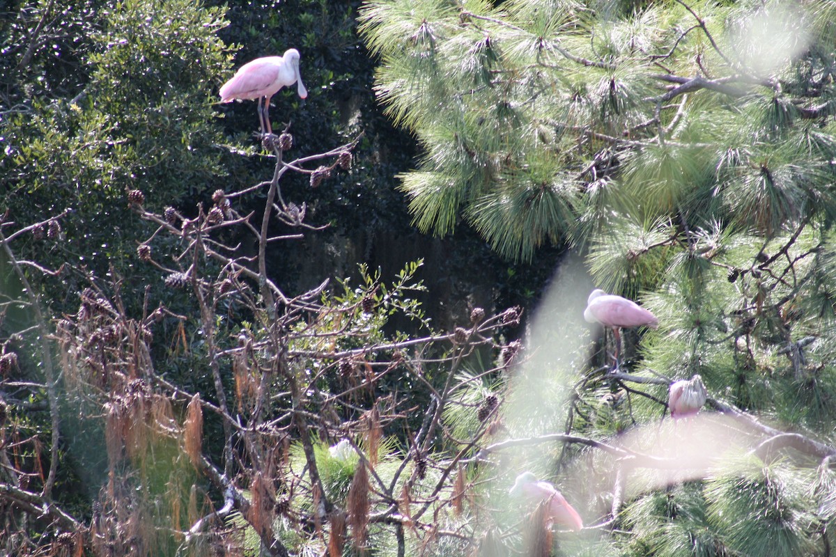 Roseate Spoonbill - ML641996118