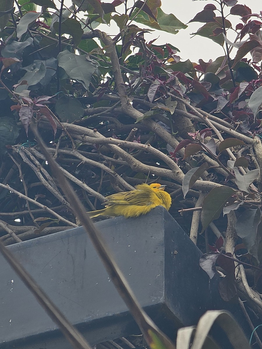 Saffron Finch - ML641996119