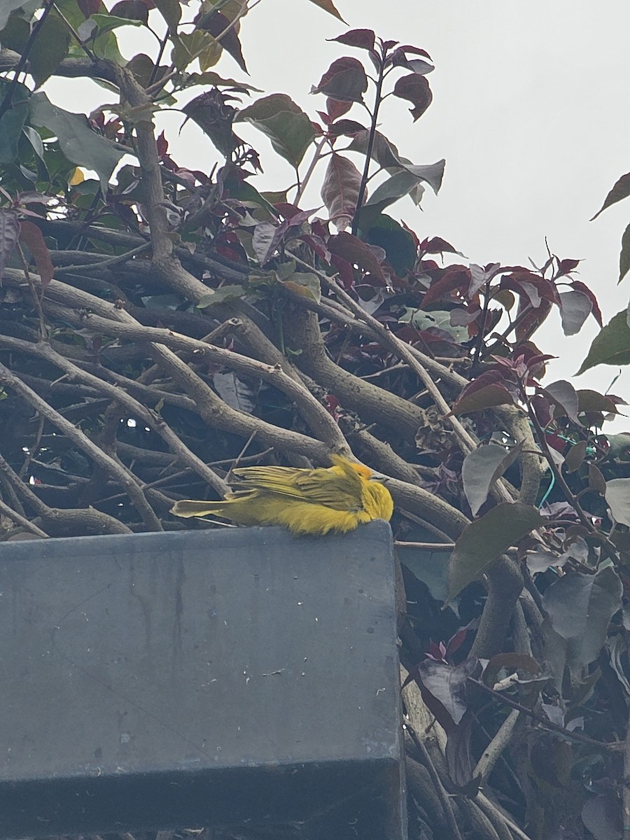 Saffron Finch - ML641996120