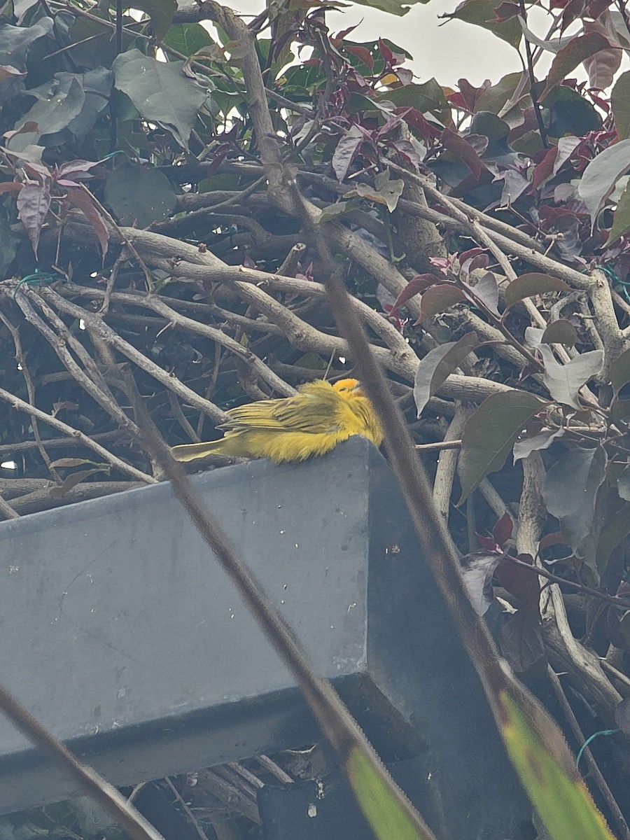 Saffron Finch - ML641996121