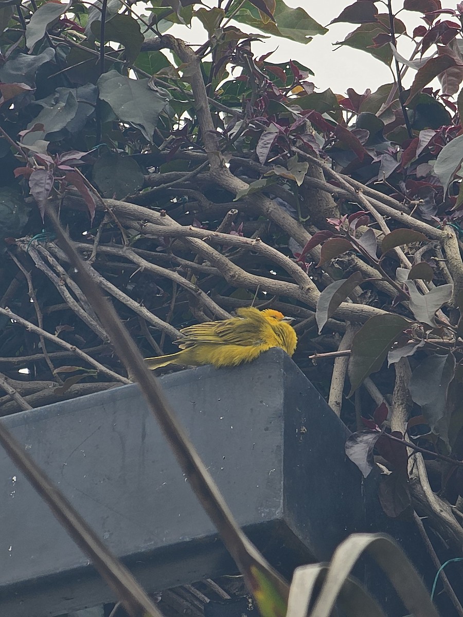 Saffron Finch - ML641996122