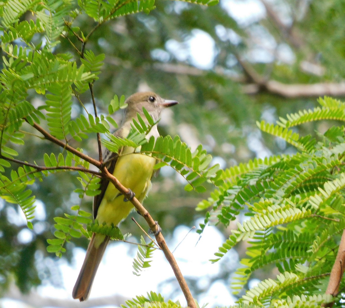 Great Crested Flycatcher - ML641996126