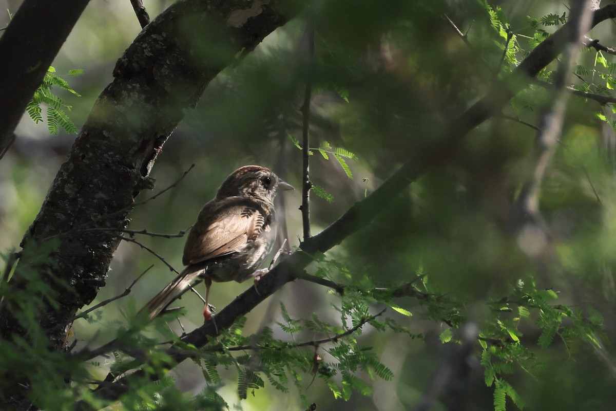 Rufous-crowned Sparrow - ML641996138