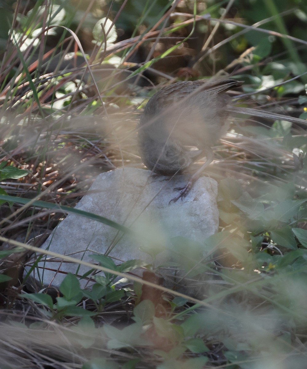 Rufous-crowned Sparrow - ML641996139