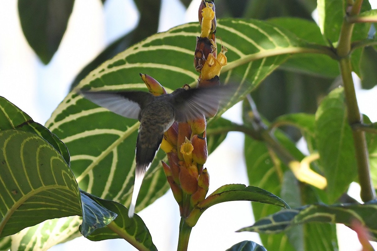 Scale-throated Hermit - ML641996145