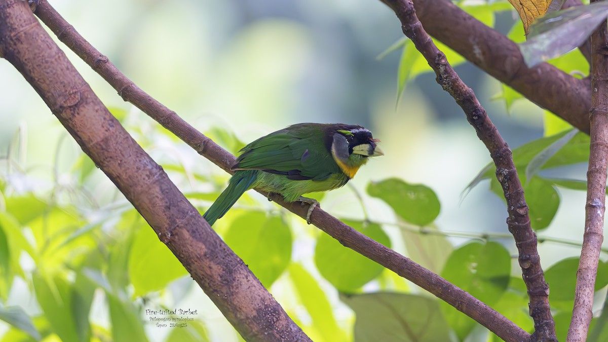Fire-tufted Barbet - ML641996148