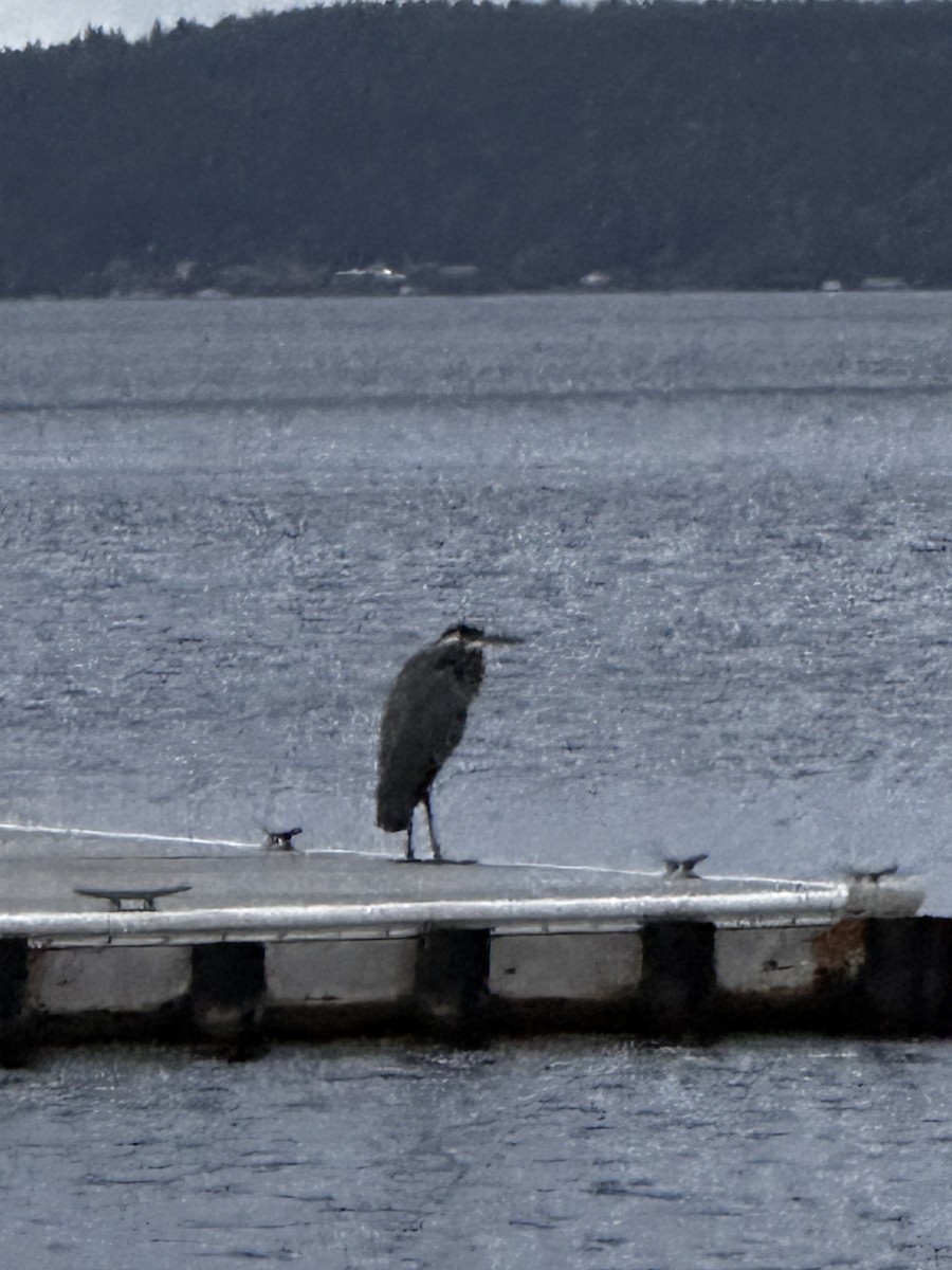 Great Blue Heron - ML641996155