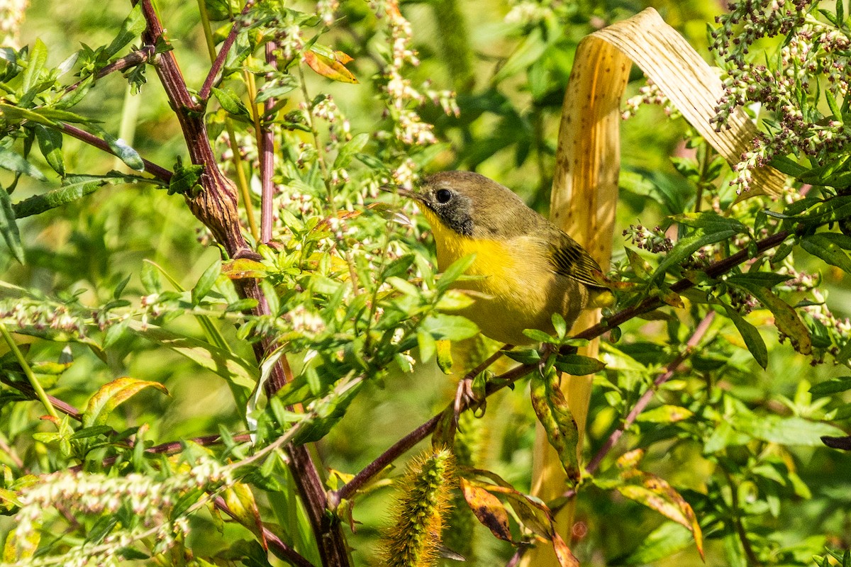 Common Yellowthroat - ML641996186