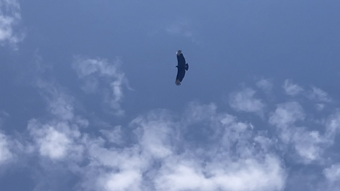 Black Vulture - ML641996201
