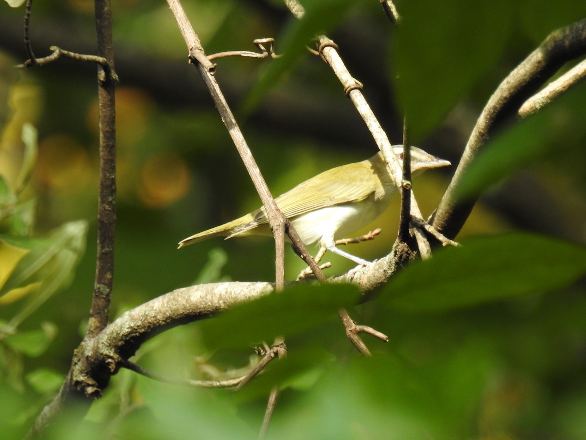 rødøyevireo - ML641996228
