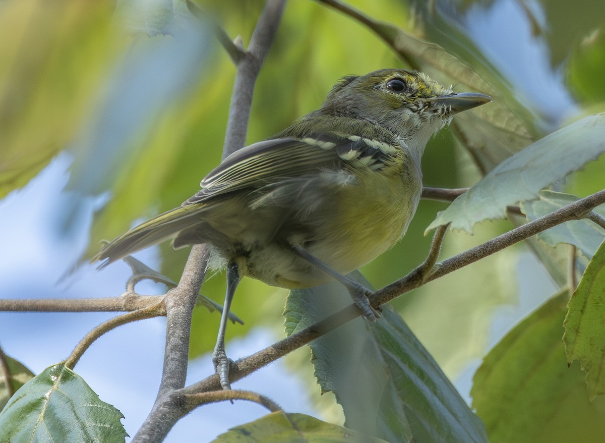 hvitøyevireo - ML641996232