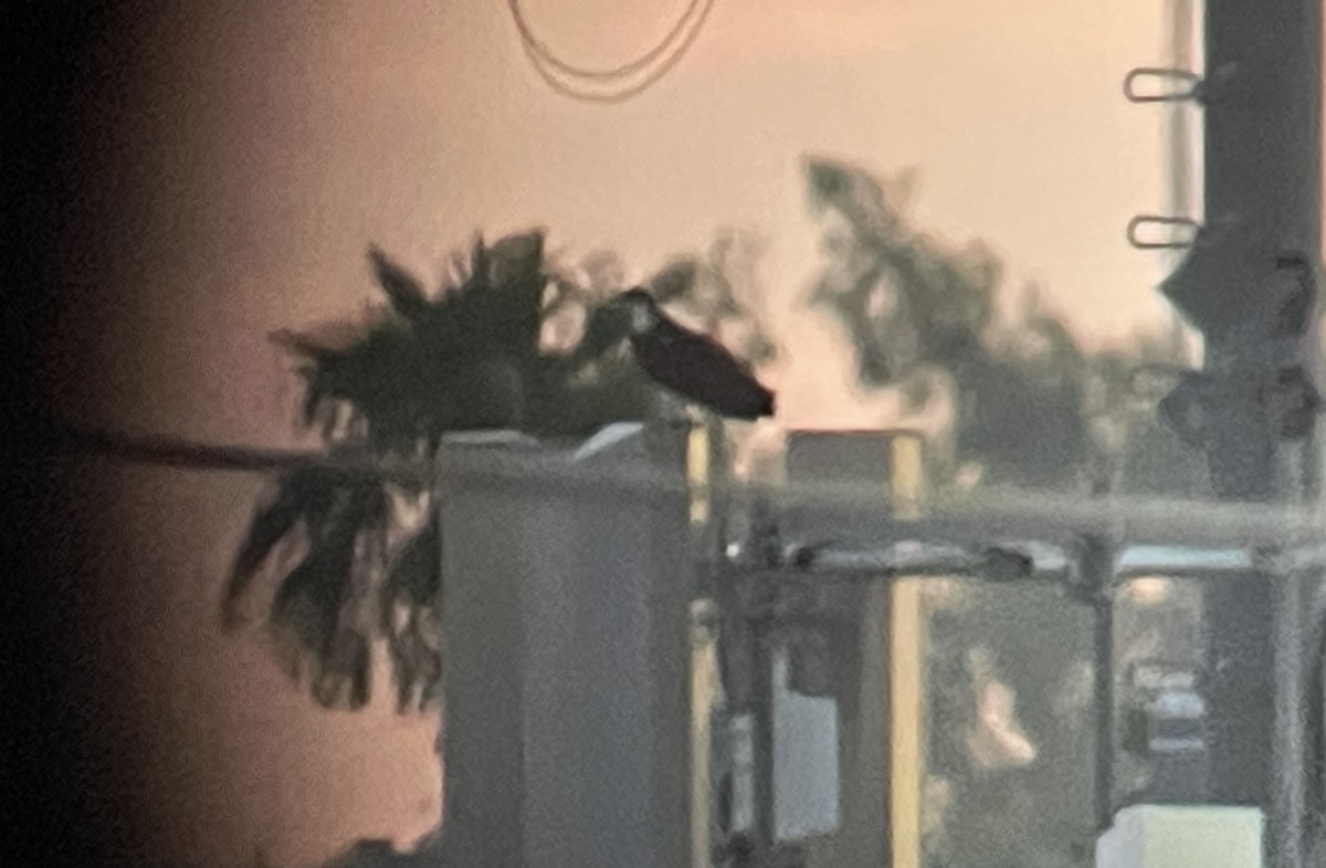 fiskeørn (carolinensis) - ML641996268