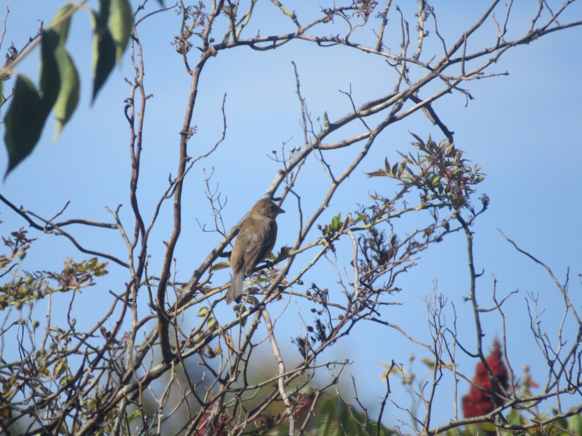 Indigo Bunting - ML641996280