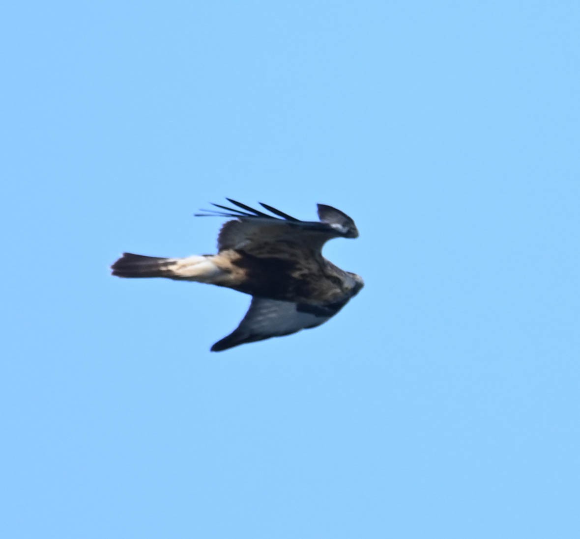 Poiana calzata - ML641996283