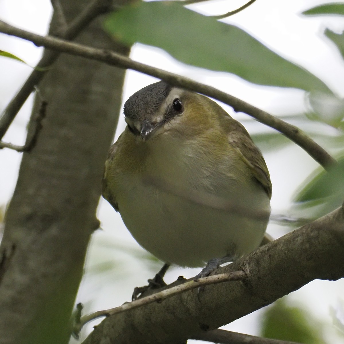 Red-eyed Vireo - ML641996285