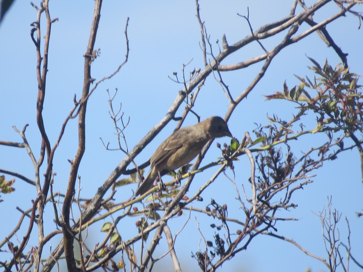 Indigo Bunting - ML641996286