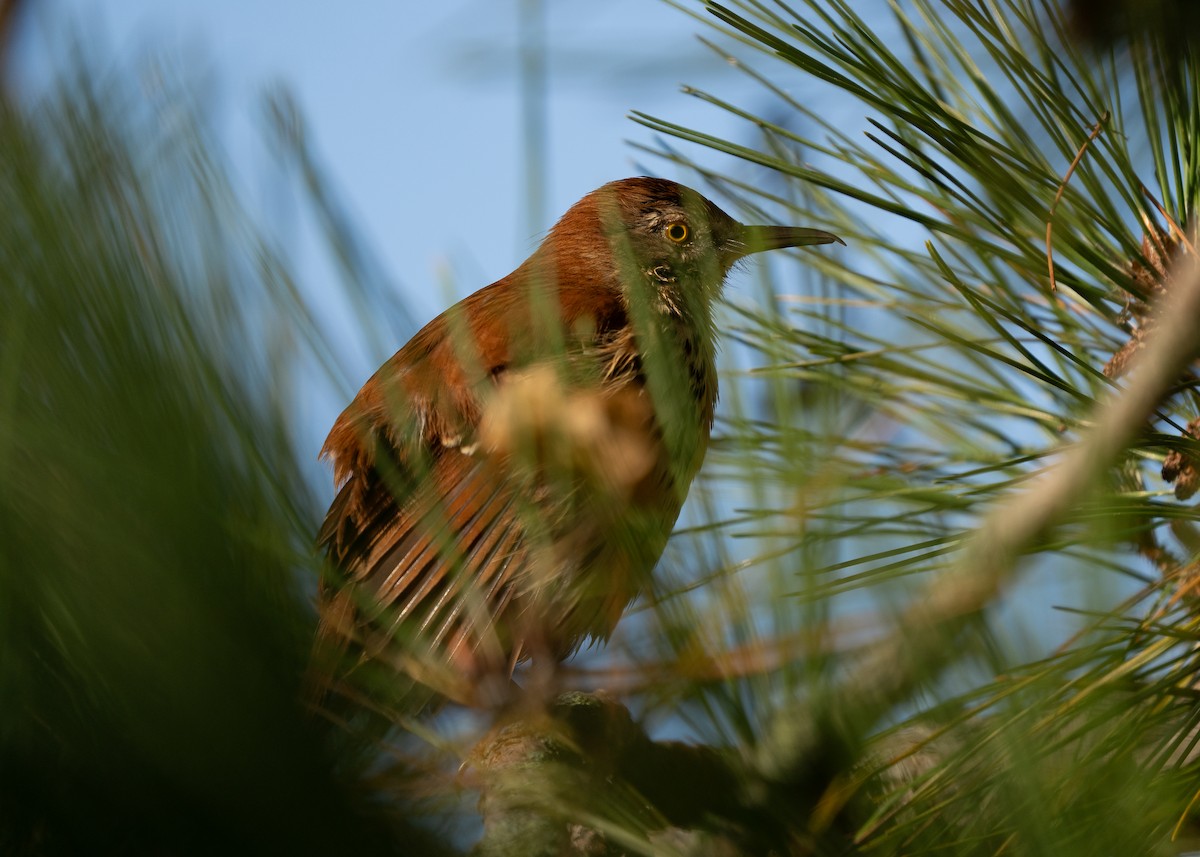 brunspottefugl - ML641996298