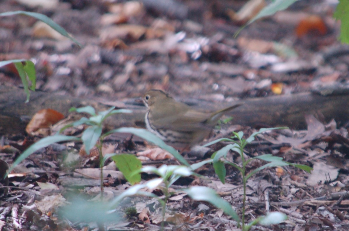 ovnparula - ML641996299