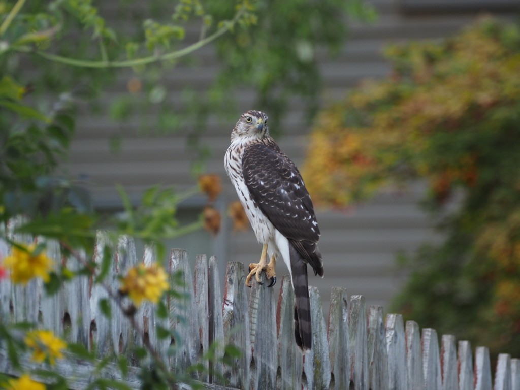 Cooper's Hawk - ML641996300