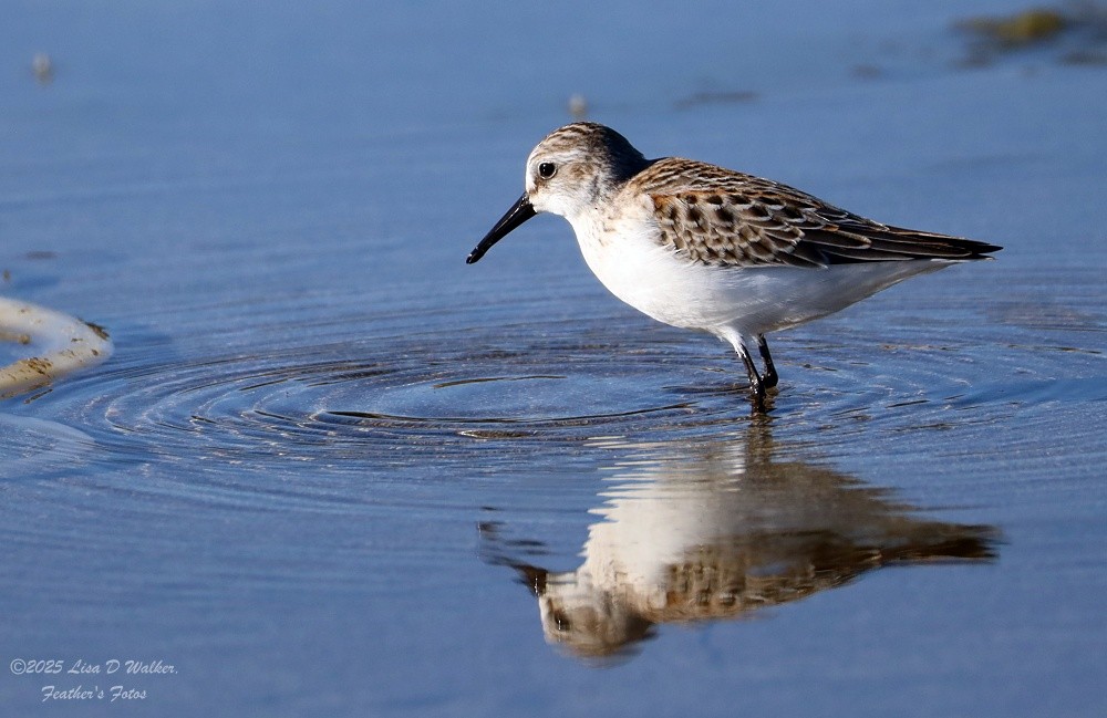 Western Sandpiper - ML641996305