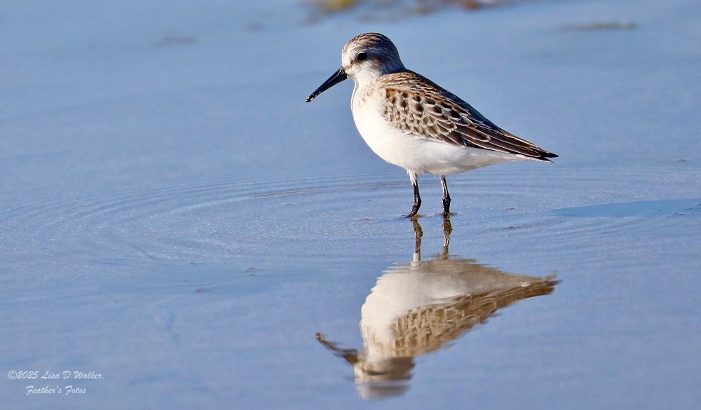 Western Sandpiper - ML641996306