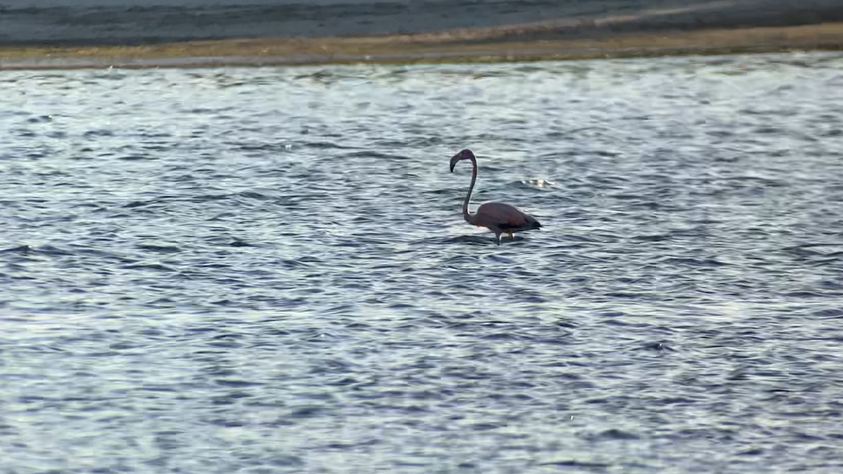 American Flamingo - ML641996307