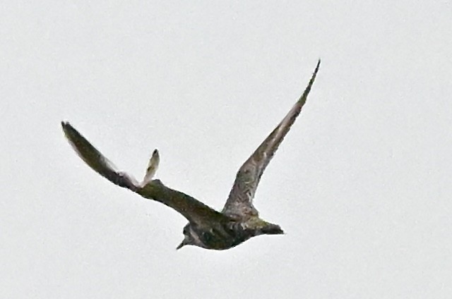 American Golden-Plover - ML641996310