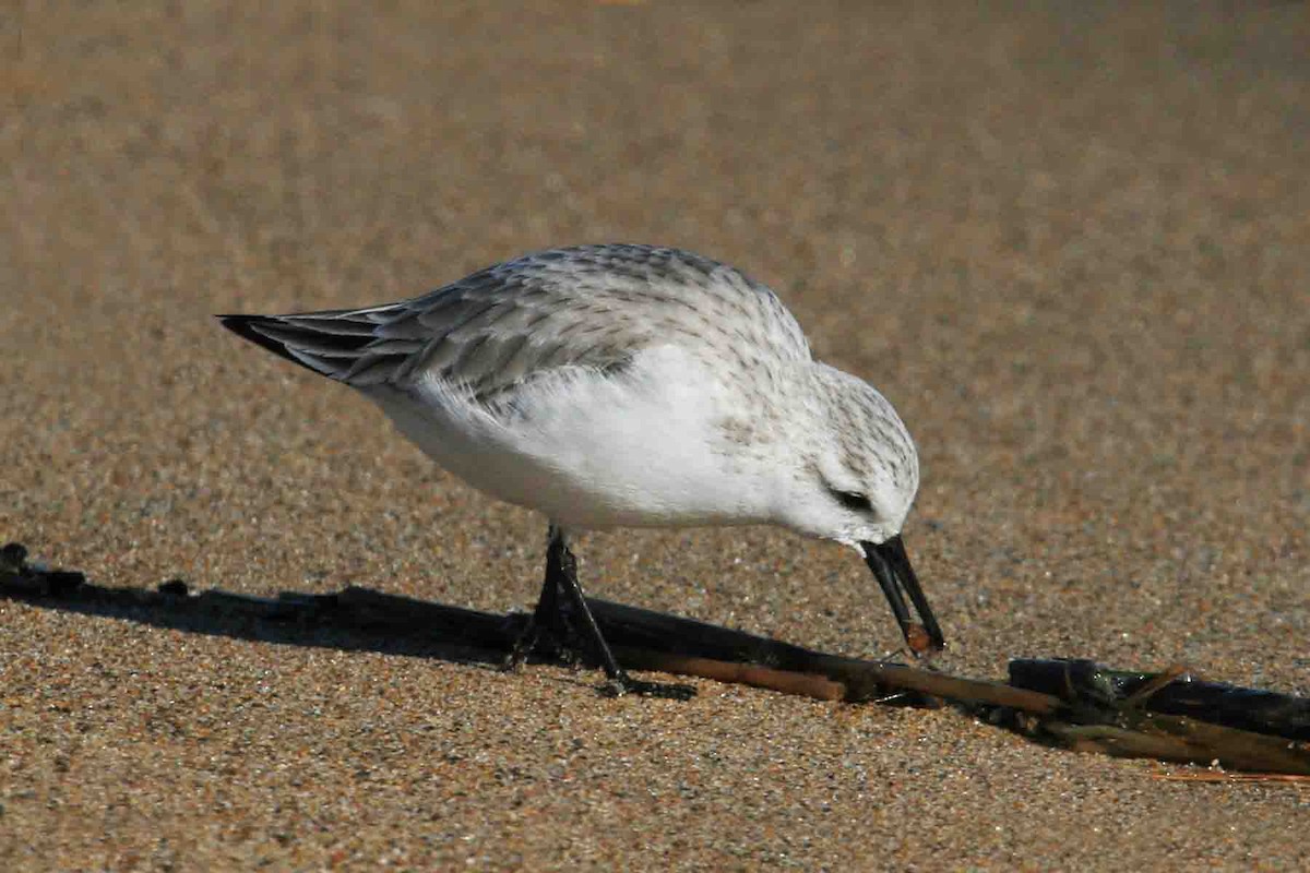 Sanderling - ML641996312