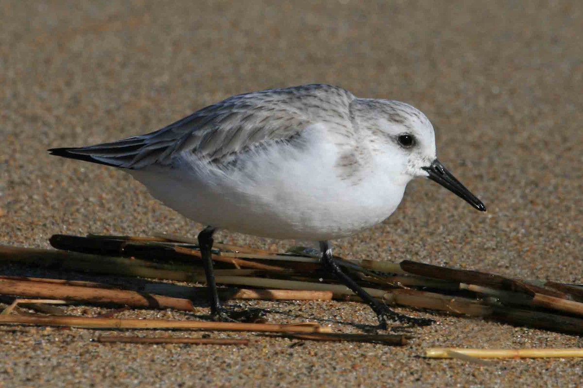 Sanderling - ML641996313