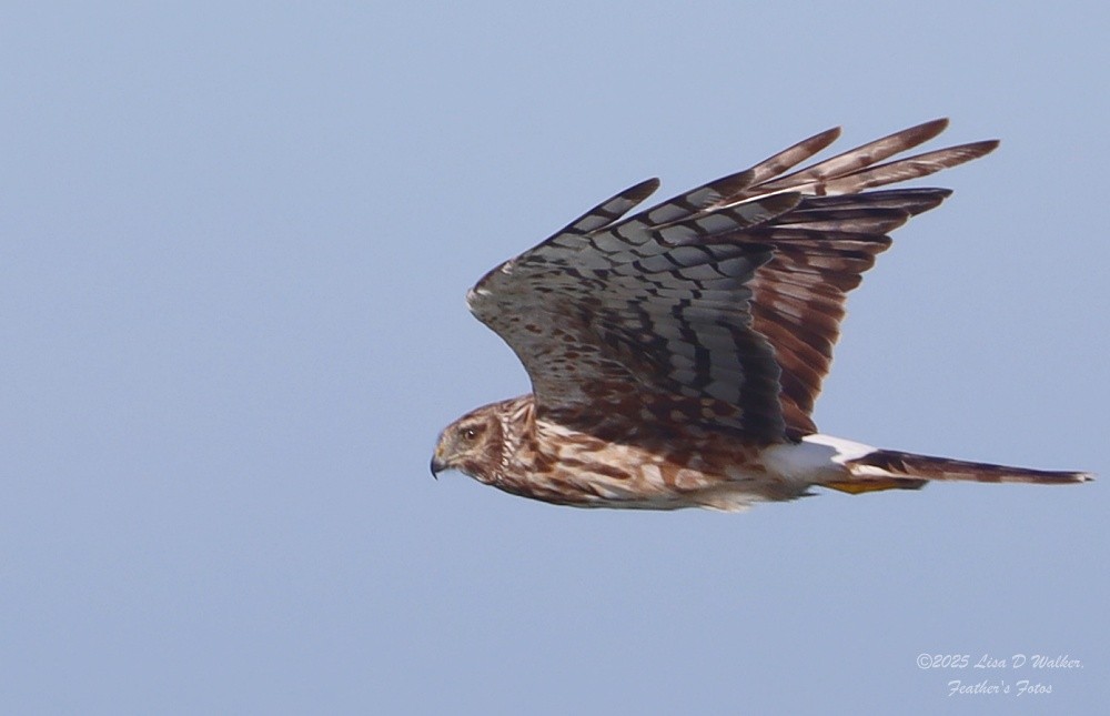 Northern Harrier - ML641996315