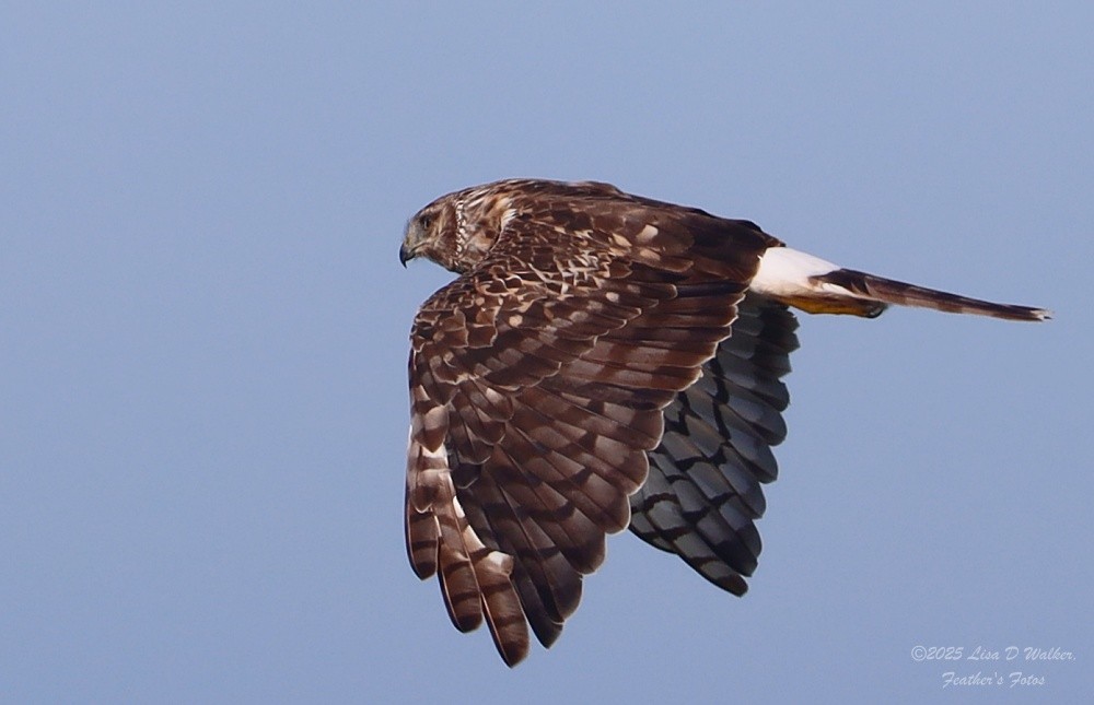 Northern Harrier - ML641996316