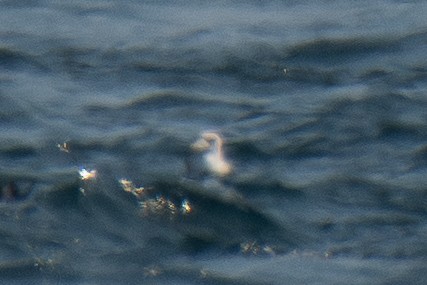 鳥類 - ML641996318