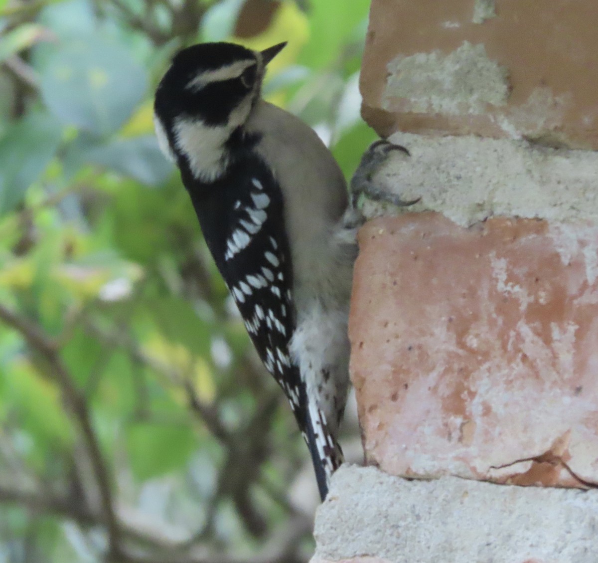 Downy Woodpecker - ML641996319