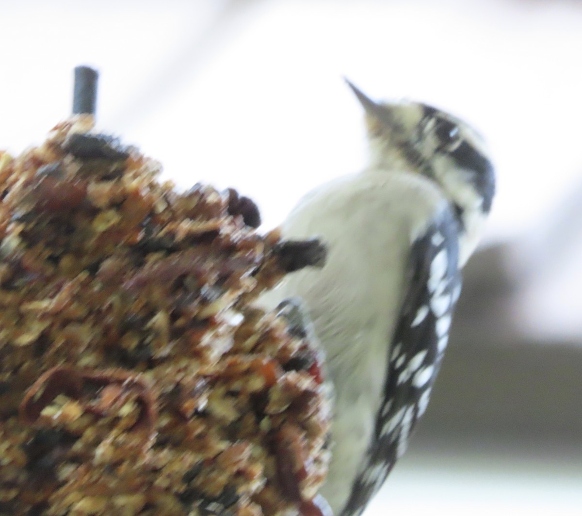 Downy Woodpecker - ML641996320
