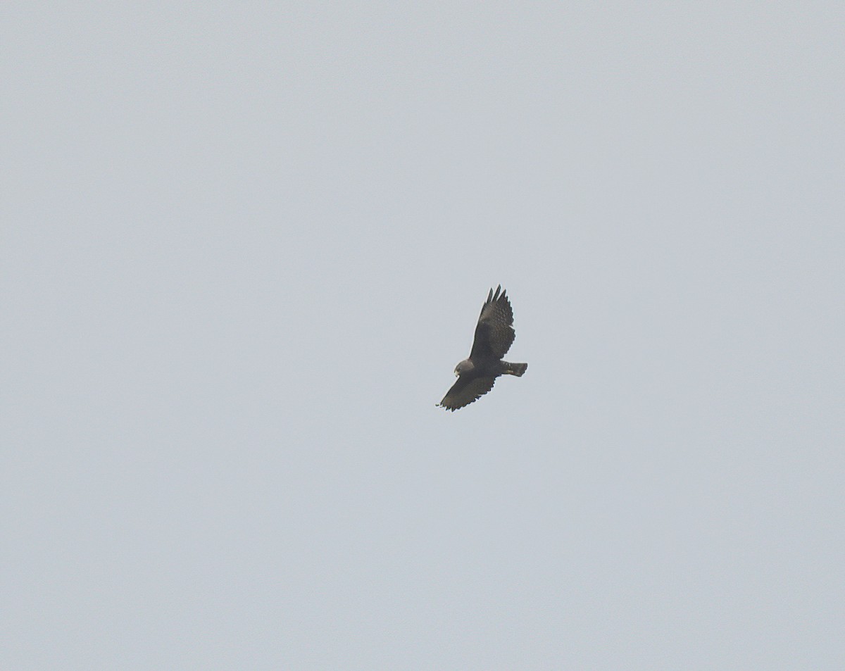 Short-tailed Hawk - ML641996321