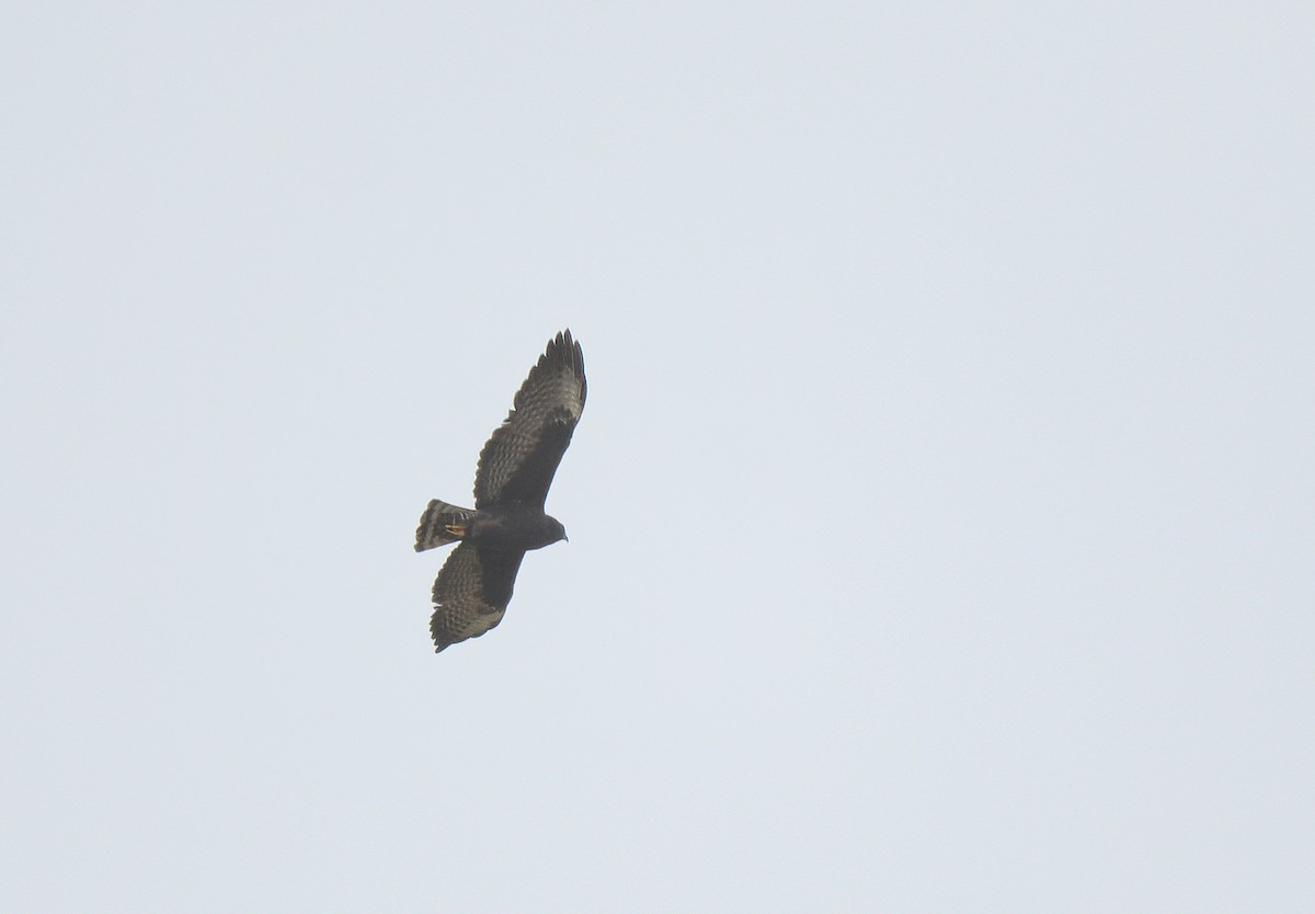 Short-tailed Hawk - ML641996322