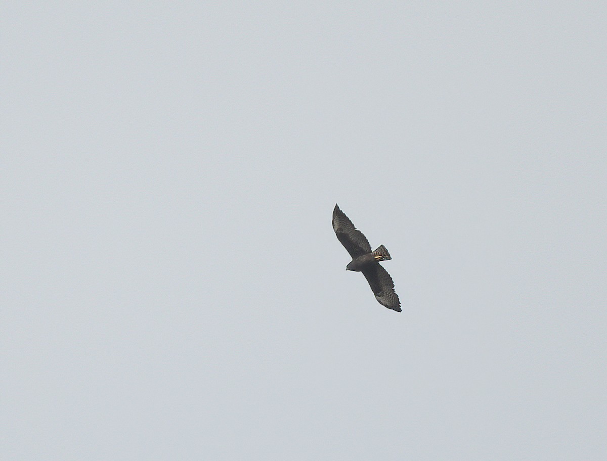 Short-tailed Hawk - ML641996323