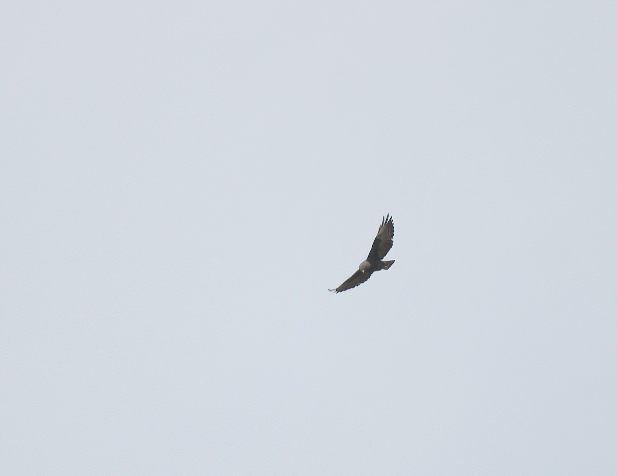 Short-tailed Hawk - ML641996324