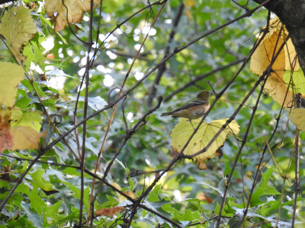 Bay-breasted Warbler - ML641996325