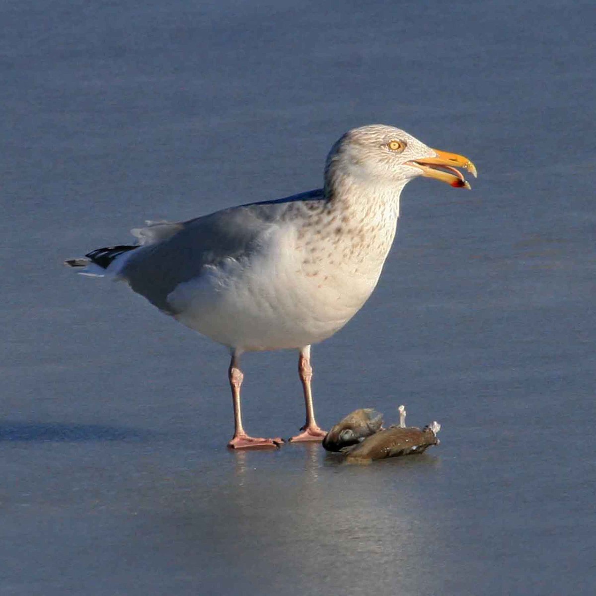 American Herring Gull - ML641996327