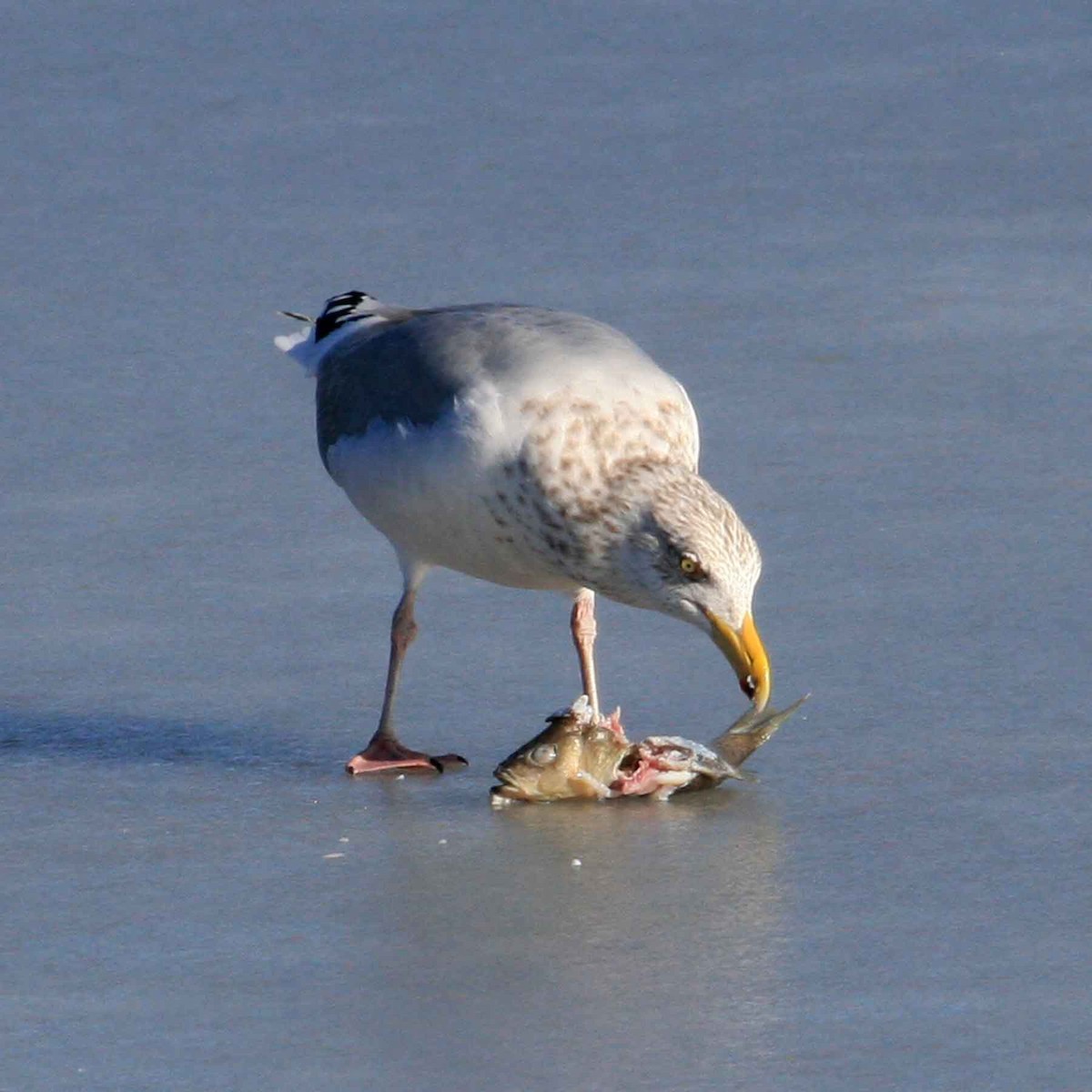American Herring Gull - ML641996328