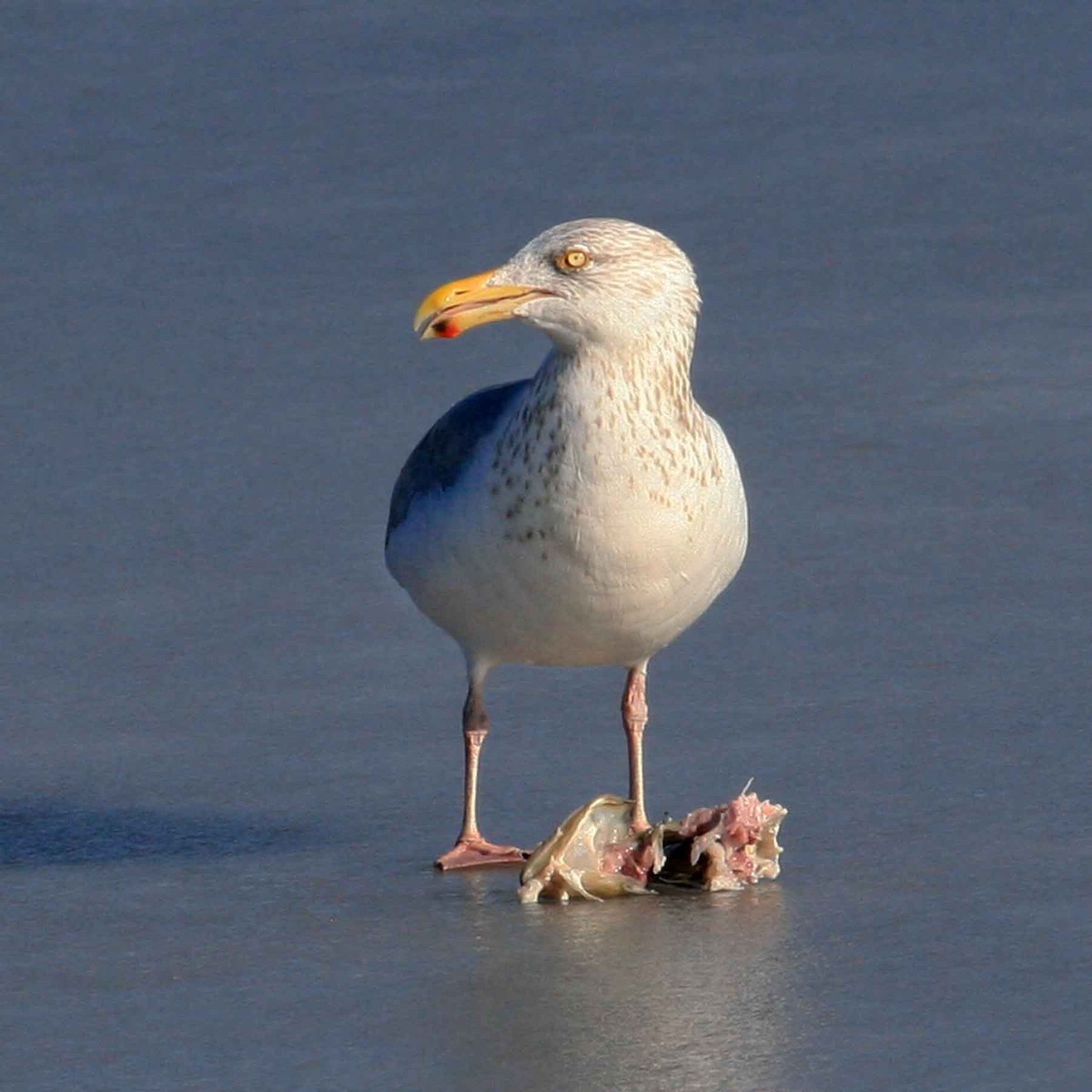American Herring Gull - ML641996329