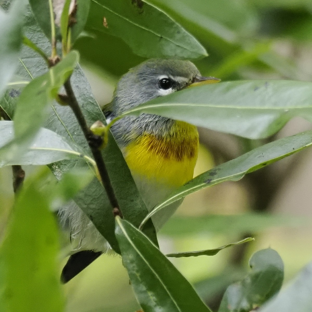 Northern Parula - ML641996344