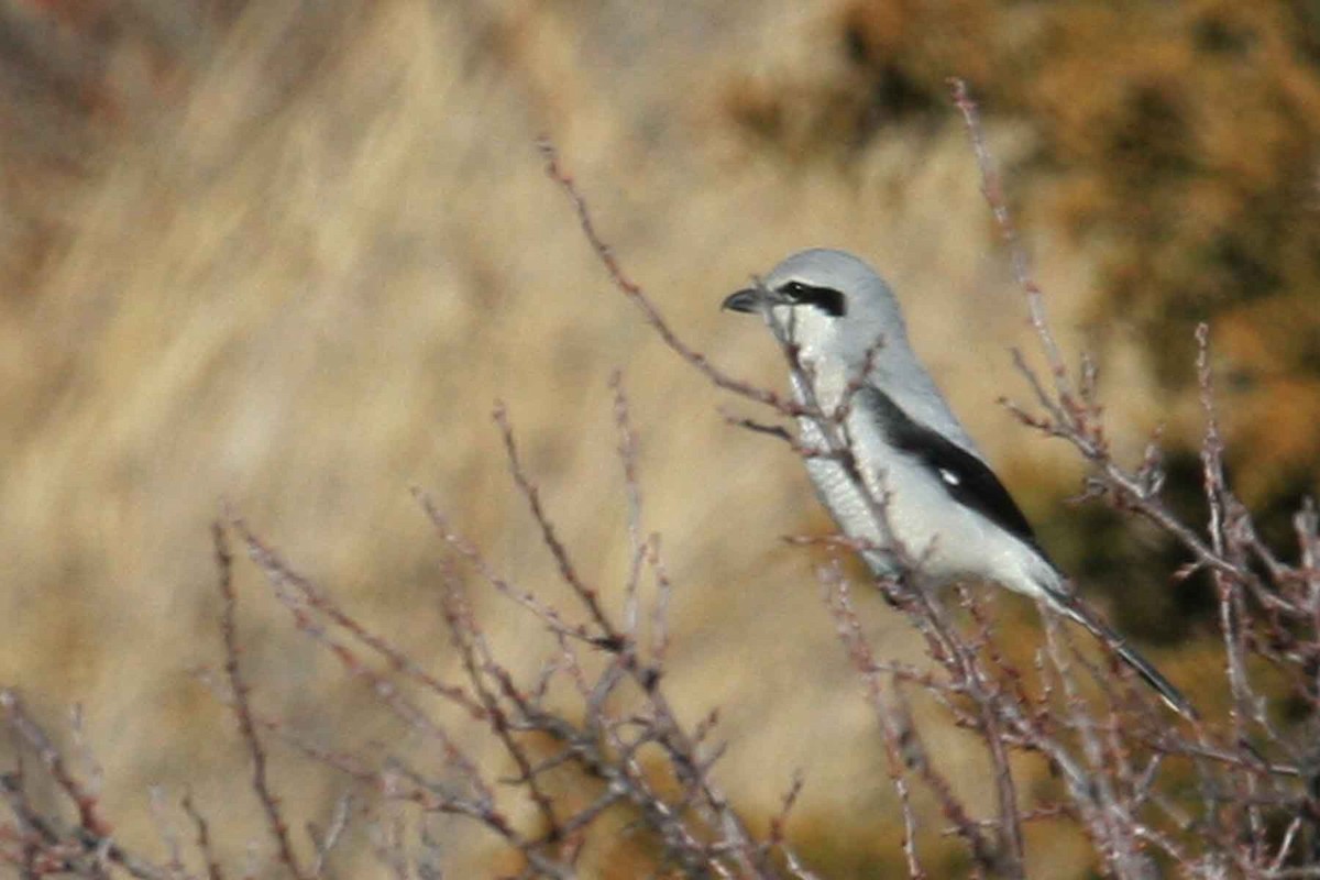 Northern Shrike - ML641996346