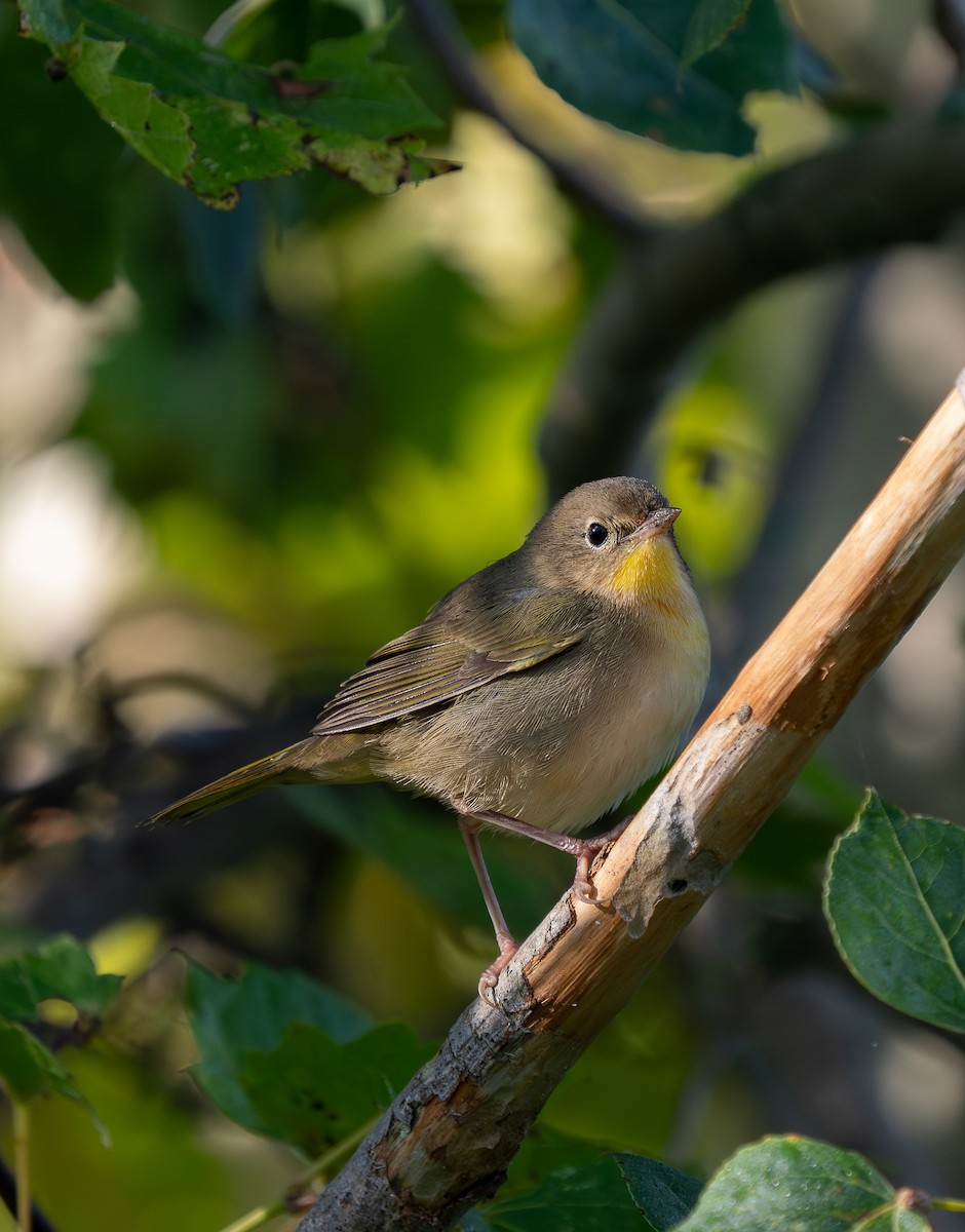 Common Yellowthroat - ML641996348