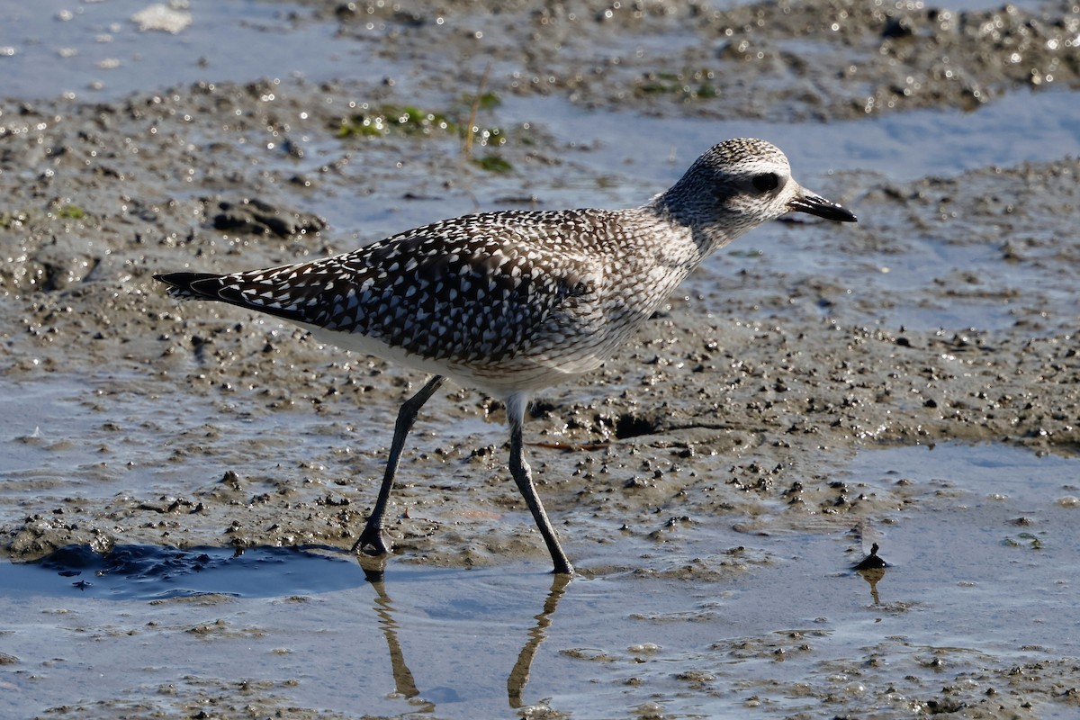 Black-bellied Plover - ML641996350