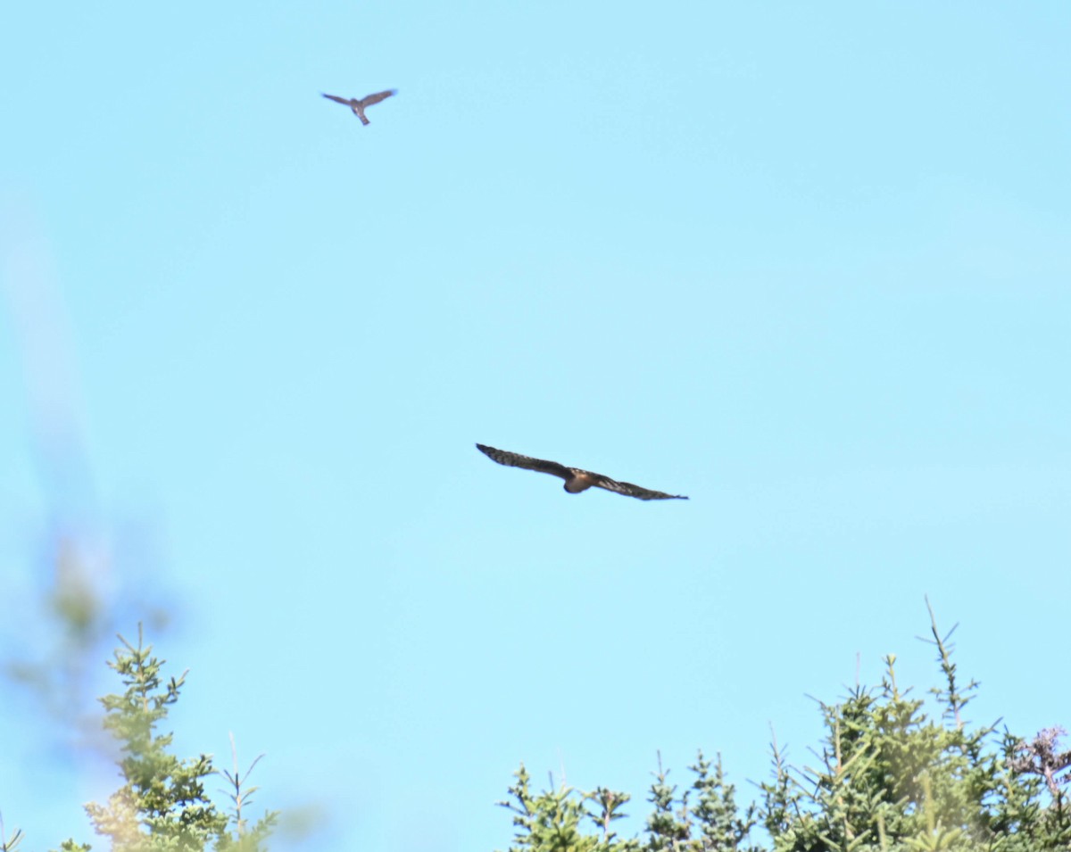 Northern Harrier - ML641996351