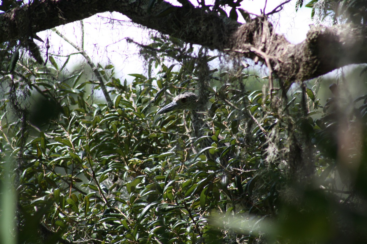 Yellow-crowned Night Heron - ML641996352