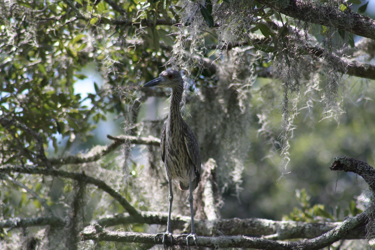 Yellow-crowned Night Heron - ML641996353