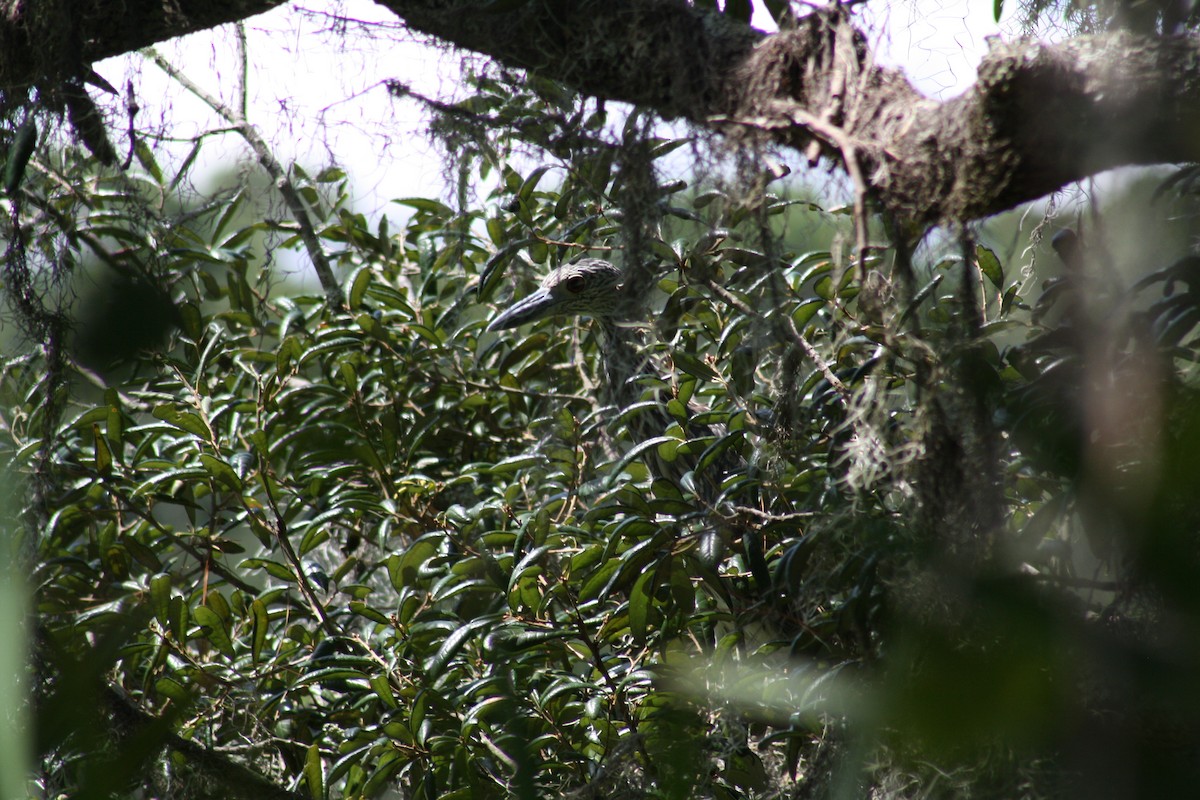 Yellow-crowned Night Heron - ML641996354